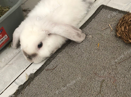 NOT NEUTERED MALE BUNNY