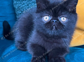Exotic Shorthair Kittens For Sale