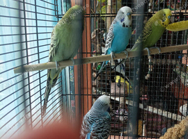 Available Budgies MALES 1 x large size cinnamon green, navy and yellow and 1 x ocean blue and white