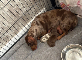 Two little mini Dacshund for sale
