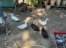 FAMILY OF 5 GARDEN DUCKS