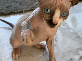 sphynx cannadian kittens