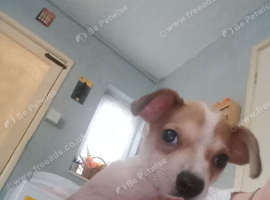 Puppy
