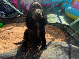 Kc cocker spaniel female puppy