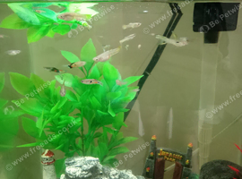 Baby endler guppies