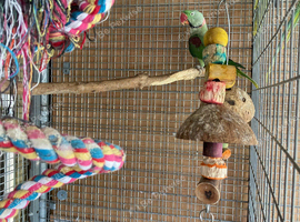 Breeding pair