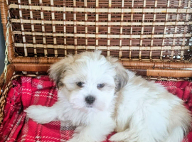 Only 1 puppy left now KC registered Lhasa Apso Puppies