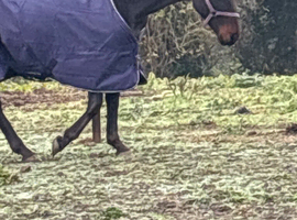 7 year old standardbred gelding 15.3