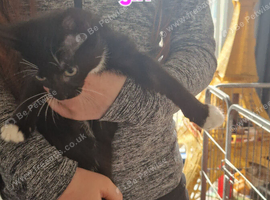 11 week old kittens ready for forever home