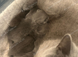 British shorthair (blue)