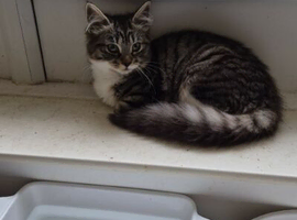 Young kitten