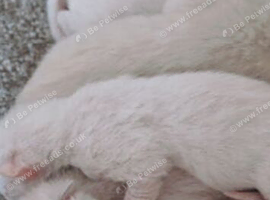 Siamese kittens one left reduced for quick sale as going travelling