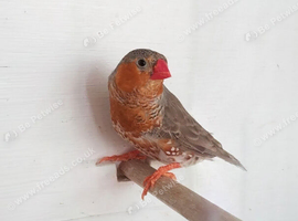 Triple orange zebra finch