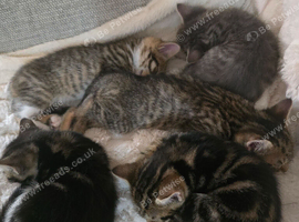 Kittens for sale