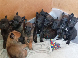 BELGIAN MALINOIS X DUTCH SHEPHERD PUPPIES FOR SALE