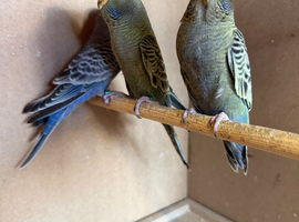 Blackface Budgies