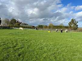 Needing grazing for my ponies - prefer sole use.