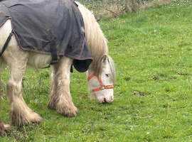 Mini cob