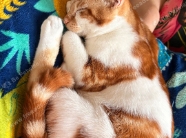 6 month old kitten