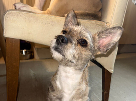 Poodle x frenchie female pup