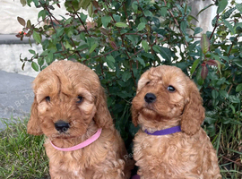 Curly cockapoo puppies