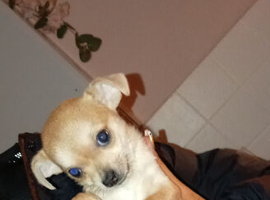 One little boy left pedigree chihuahua