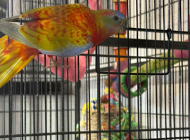 Turquoisine parakeet for sale