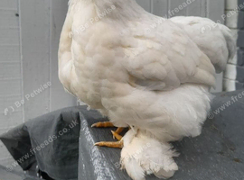 White pekin bantam chicken
