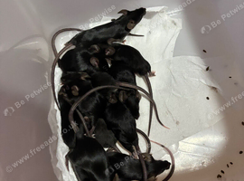 Mice