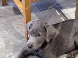 handsome silver labrador ready to leave