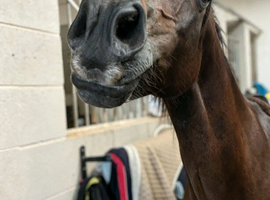 Very genuine and quiet 14.2hh all rounder