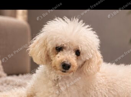 Tiny toy poodle female