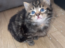 Bengal x Maine Coon