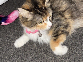 Cat for rehoming