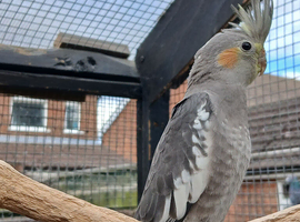 2 Female Cockatiels
