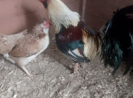 Pair of game birds