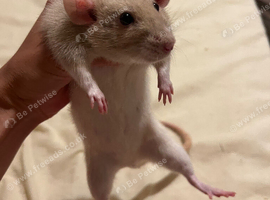 Rat