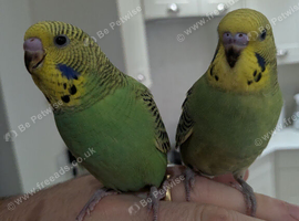 Hand tamed male baby budgie