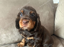 Working cocker spaniel