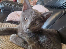 Female grey kitten
