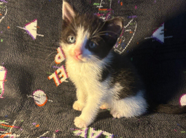 Mixed kittens