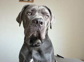10 months old female