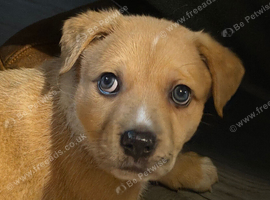 German Shepard cross staffy