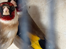 British goldfinch