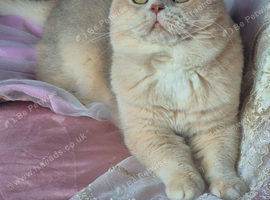 Gorgeous outstanding BSH boys