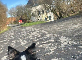 Scout- 1 year old border collie