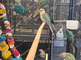 HAND-REARED super tame GREEN-CHEEK CONURES &ndash; BEAUTIFUL MUTATIONS