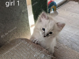 Beautiful pedigree ragdolls