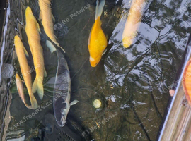 Albino grass carp