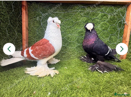 Saxon double crested